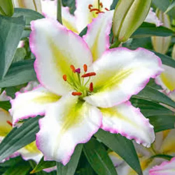 Designer Lily Flower